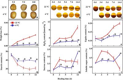 Low temperature reduces potato wound formation by inhibiting phenylpropanoid metabolism and fatty acid biosynthesis